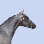 Next Residents of a Luxury Building: Police Horses