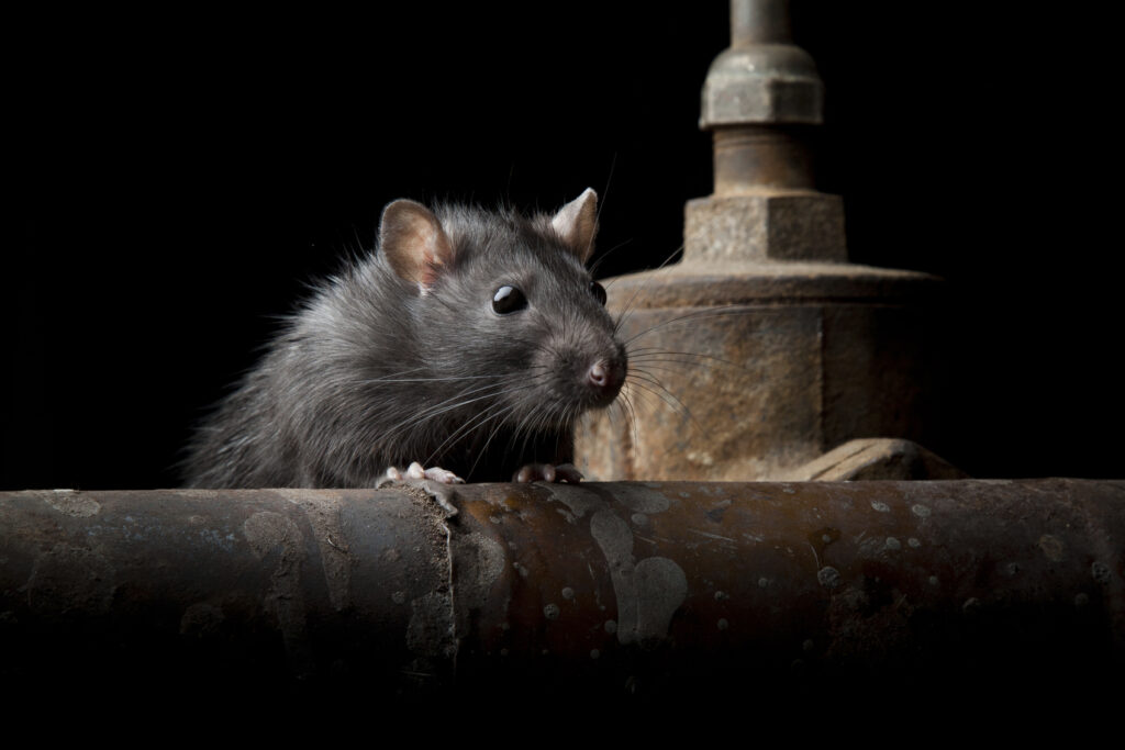 Is There an Ethical Way to Kill Rats? - The New York Times