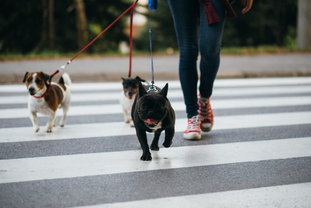 Capalino client Wag!, an on-demand dog walking platform, talks to Chante Harris in Q&A with Hilary Schneider and Heather Rothenberg