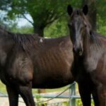Special Feature: What You Should Know About the Carriage Horses in NYC