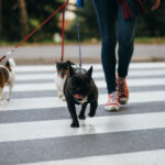 Client Spotlight: A Conversation with Wag! Leadership