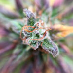 Associate Vice President Chante Harris on New York’s Plans for Cannabis Policy in the New Year