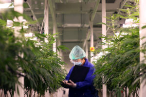 Cannabis in New York: Update on Proposed Eligibility Requirements for a Conditional Dispensary License